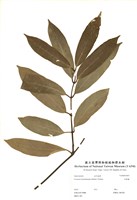 藏品(大錦蘭)的圖片